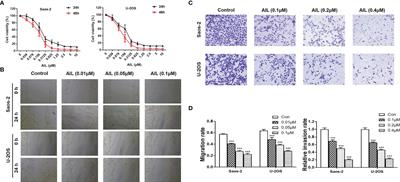 Ailanthone Inhibits Proliferation, Migration and Invasion of Osteosarcoma Cells by Downregulating the Serine Biosynthetic Pathway